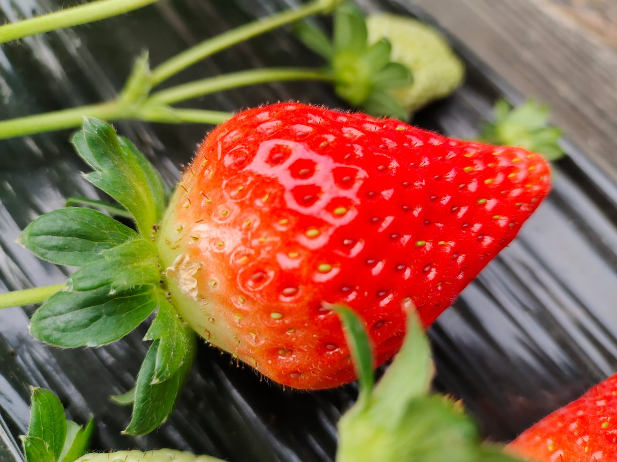 Kristofer C. Pura tweet media