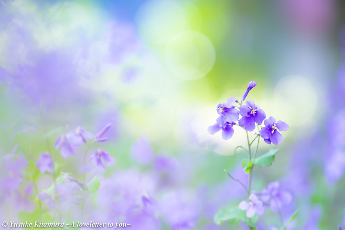 北村 佑介 ~花の写真~🐶 tweet media