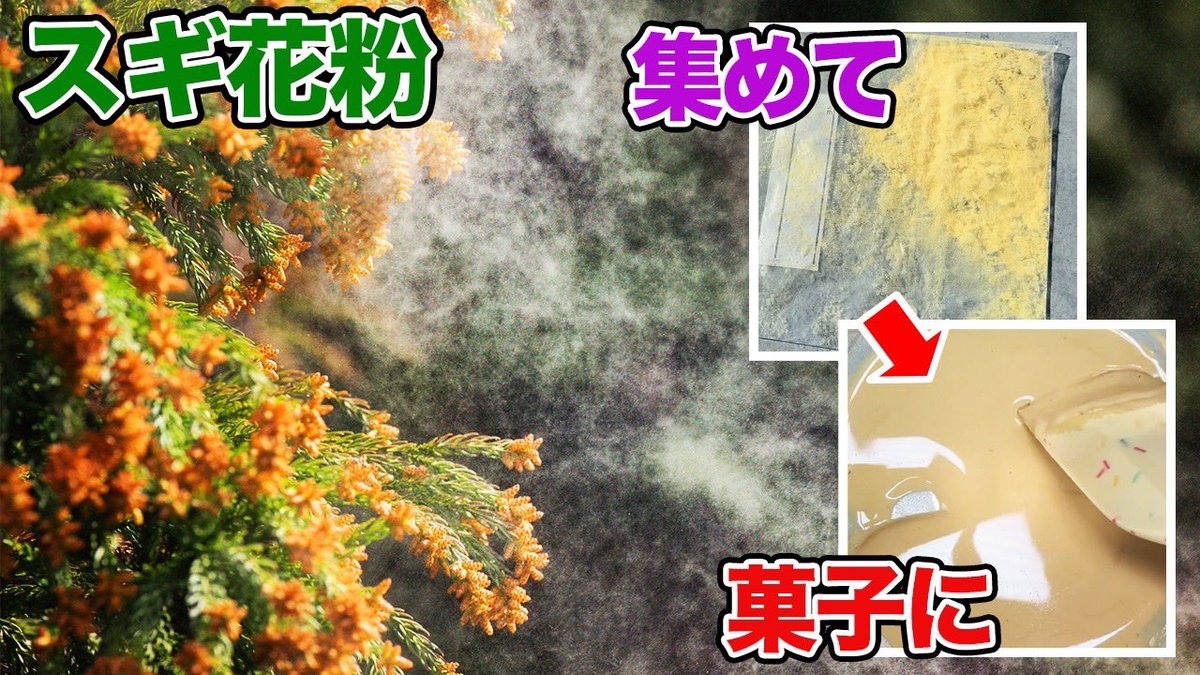 茸本 朗(たけもとあきら)　「野食ハンター茸本朗ch」公開中!! tweet media