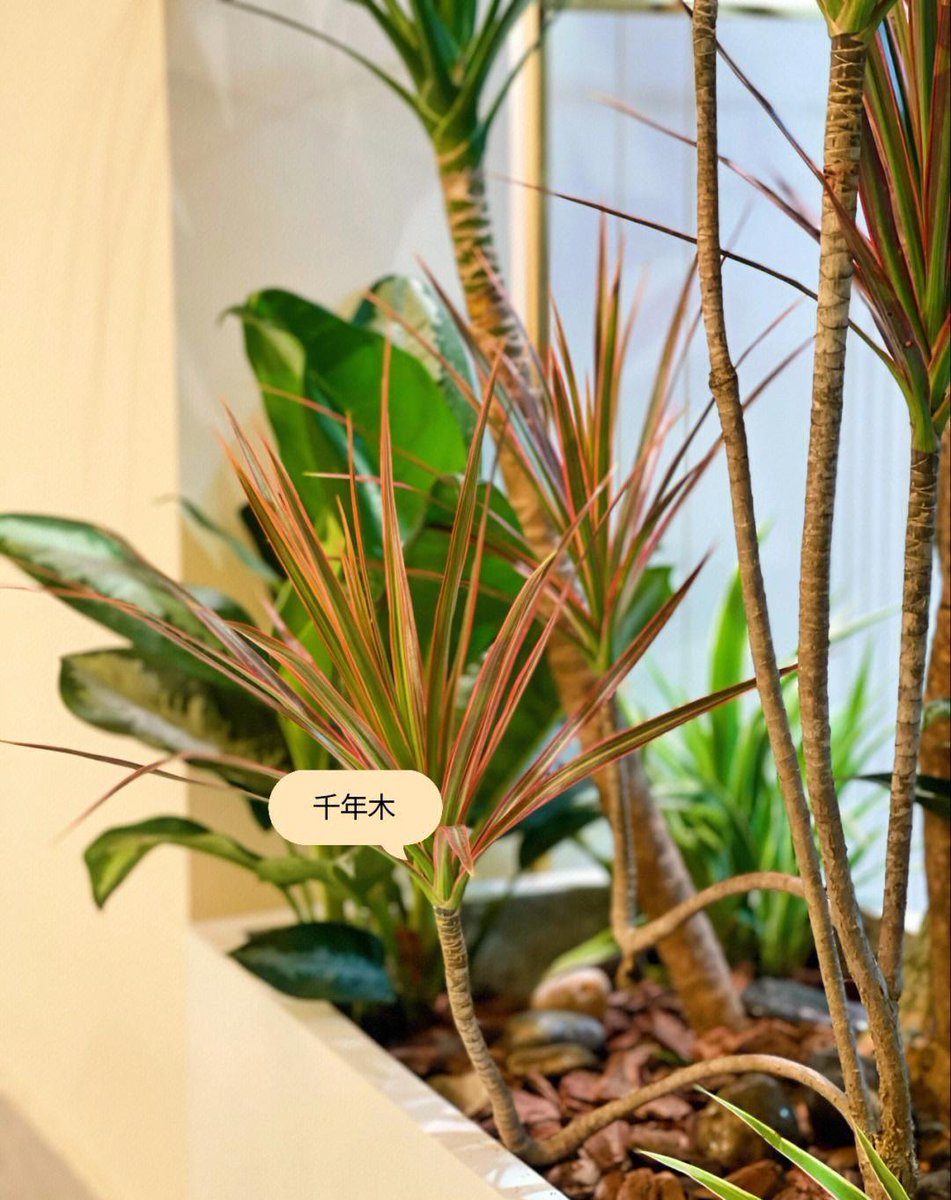 vanesa rojas tweet media