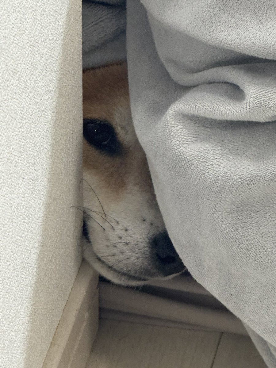 okaka_0516's tweet photo. 夫婦で出かけるとき、犬も一緒に行きたがるのでいつも気付かれないようにソッと家を出るんだけど、この前帰ってきたらコレ
怖いよ https://t.co/LB8vINMhR5