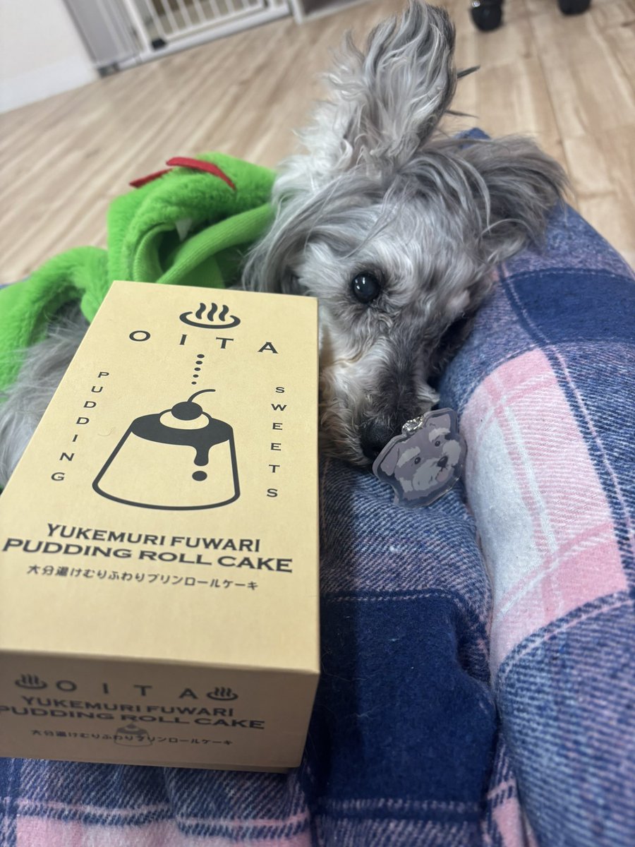 (超絶可愛い)彩萌ちゃんは天才トリマー tweet media