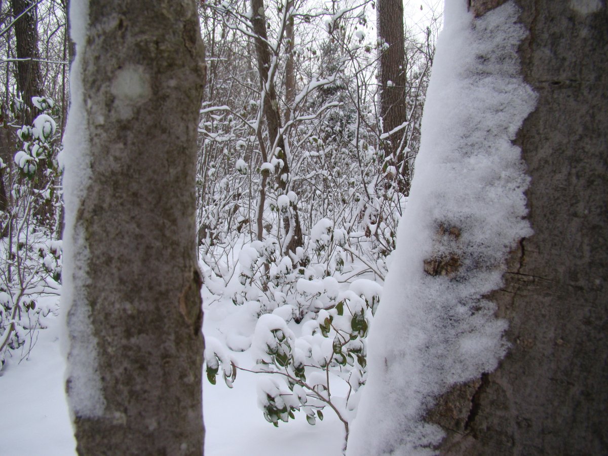 Christian in the Woods 🍃🌳🍁🌨️ tweet media
