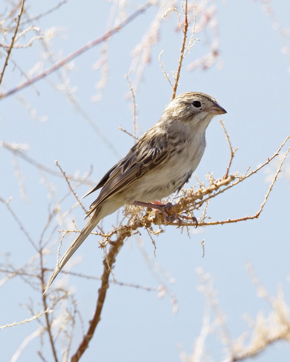 Dünya serçe günü kutlu olsun! 1970’lerde başlayan serçelerin şehirlerden çekilmesi, bugün endişe verici boyutlarda…