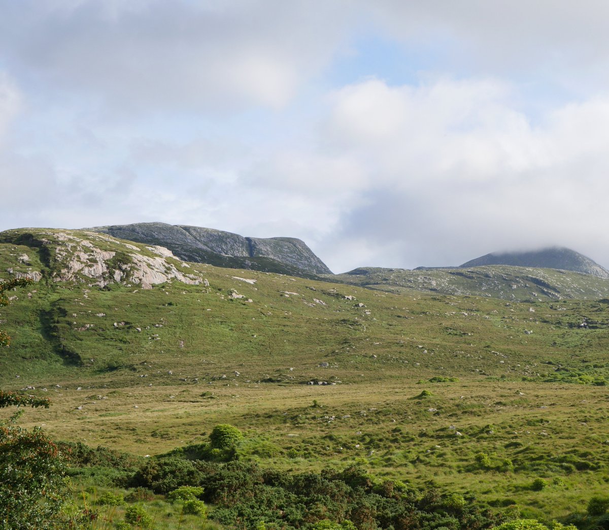 Ireland's Trees & Mythology tweet media