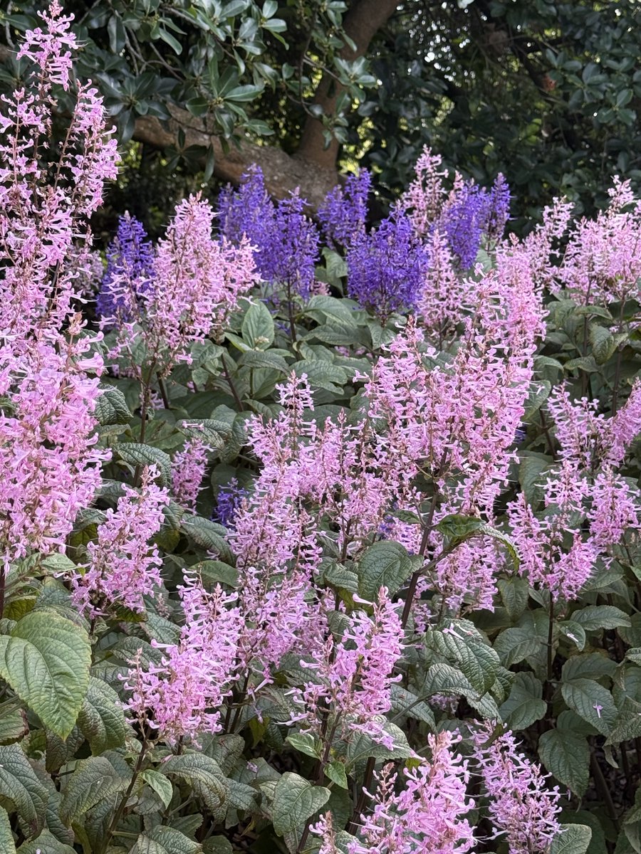 Judy Stevens tweet media