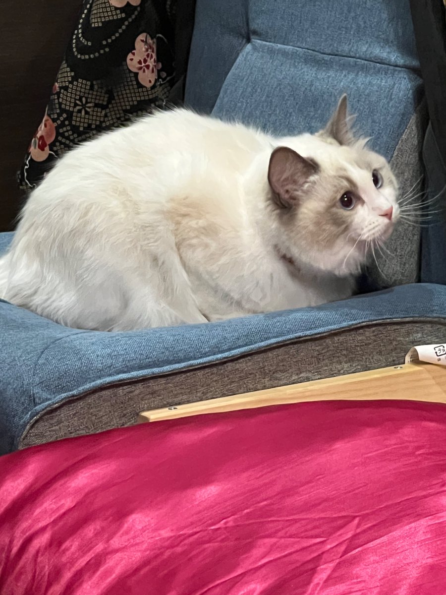 堀 愛里（Hori Airi）🥟お仕事募集中！ tweet media