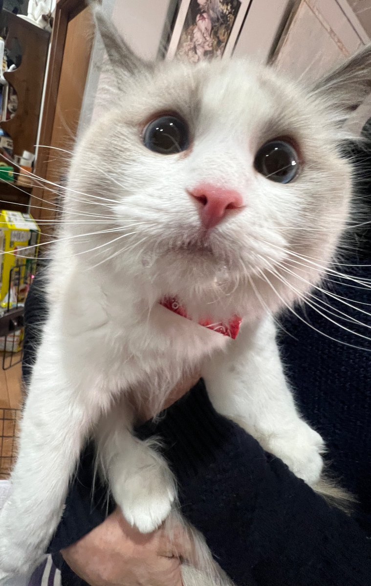 堀 愛里（Hori Airi）🥟お仕事募集中！ tweet media