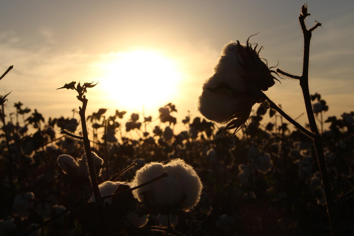 klyssettemarin's tweet photo. En los campos de algodón.
El viento seco y áspero resecaba mi boca; el sol ardiente quemaba mi piel. Ya no quedaba nada más que torturar en mi humanidad. Solo deseaba una última nota, pero mi voz no lograba salir...
https://t.co/5jZ0dBgY3z https://t.co/qQ5K6gfYel