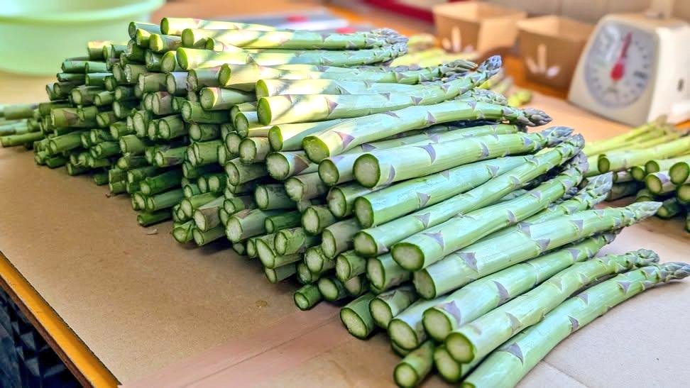 曽我農園＠ 闇落ちとまと 越冬トマトは毎年5月から7月までの販売です tweet media