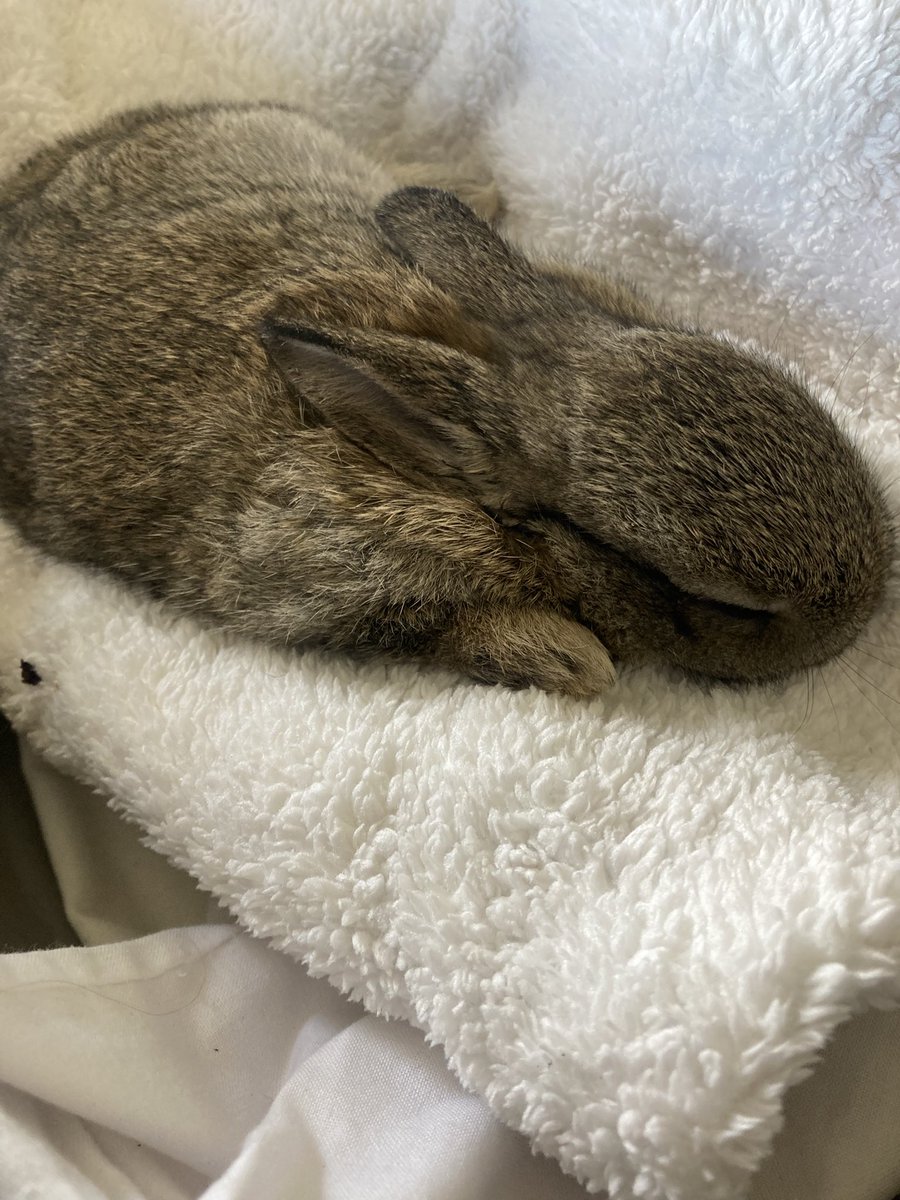 Twig & Heather tweet media