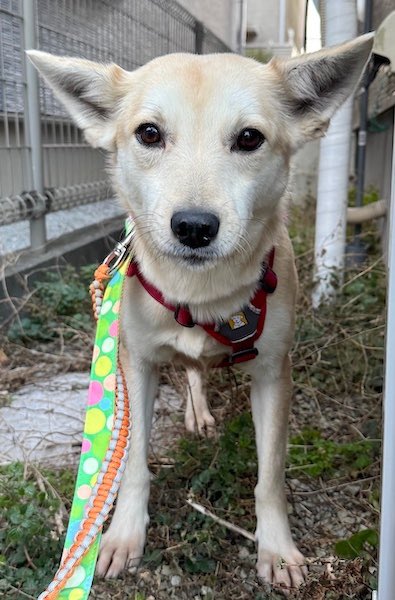 いつでも里親募集中 tweet media