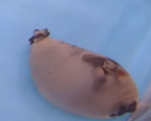 quiero ir a Japón a ver las focas de Tokkari center 😭