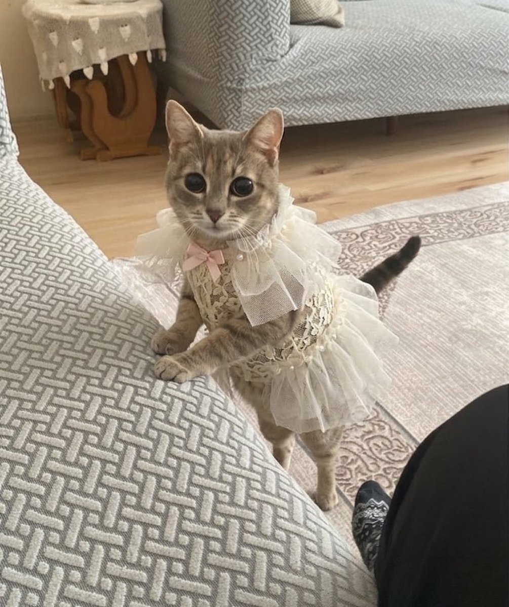 GaGa Haber tweet media