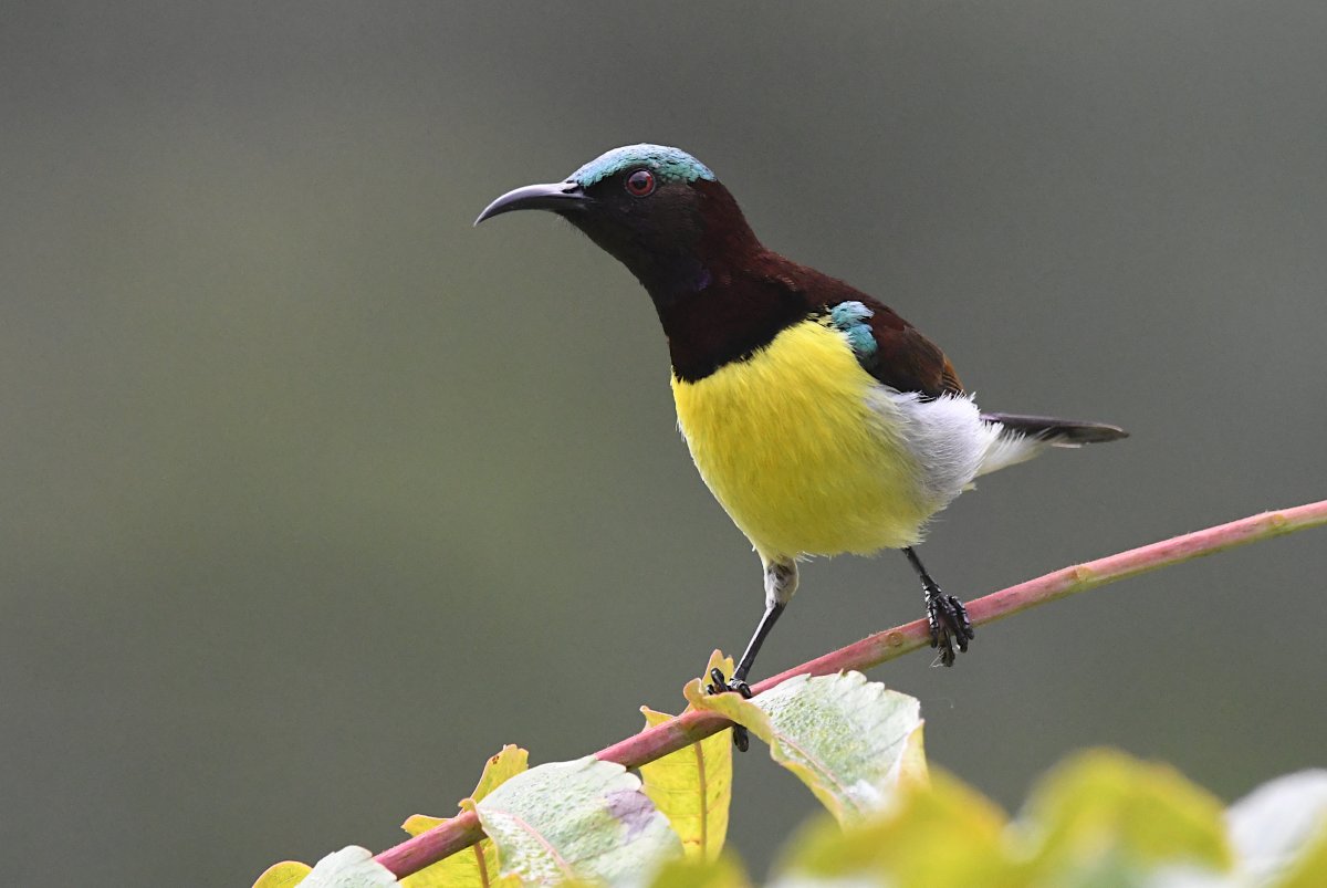 Tarvo Valker @birdinghaapsalu tweet media