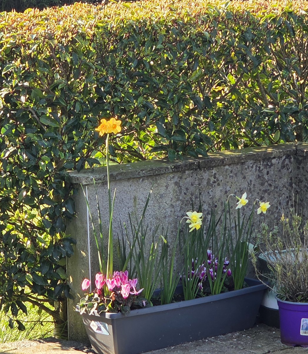 sean mac gearailt tweet media