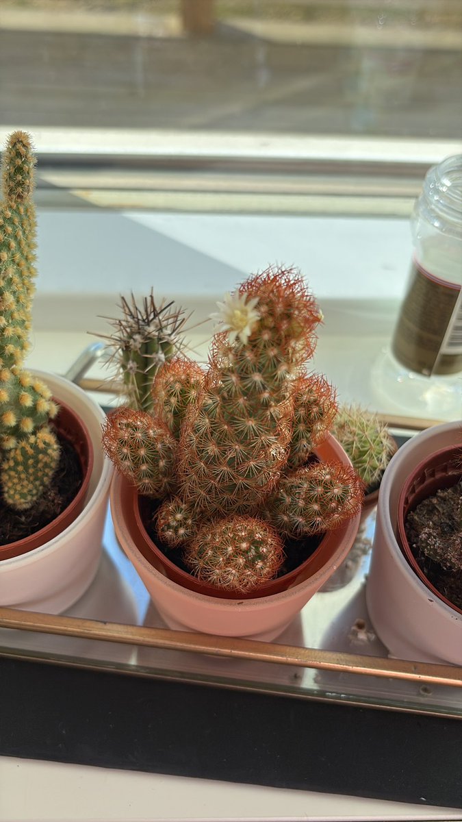 ✩ 𝓈𝑒𝓇𝑒𝓃𝑒 tweet media