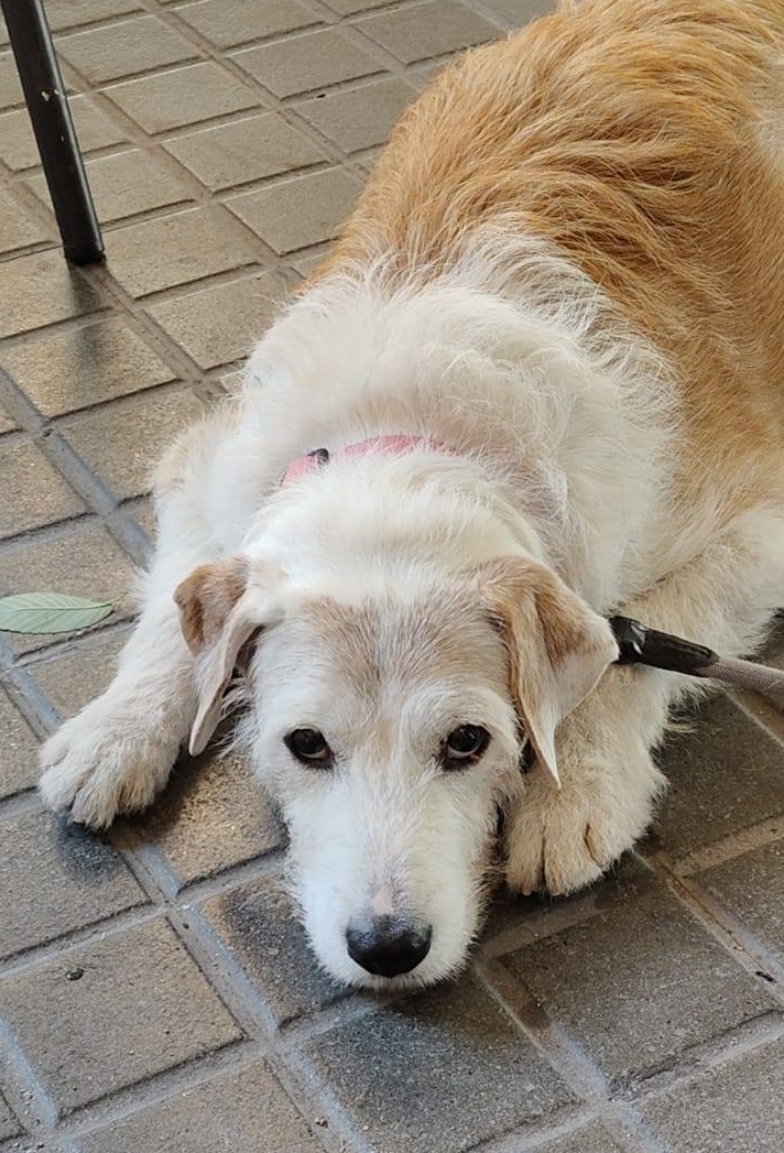 SOS Abuelos tweet media