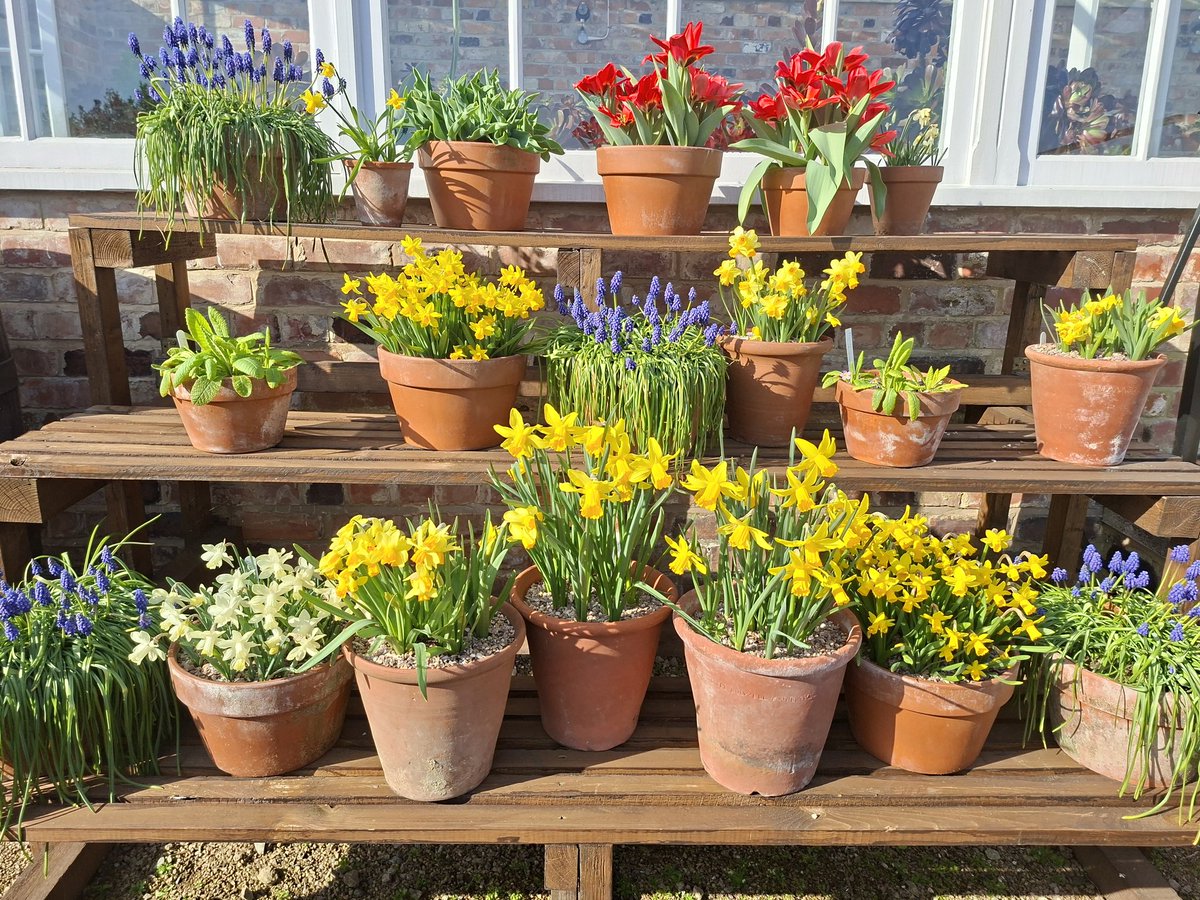 🌼🍋Helencello🍋🌼 tweet media