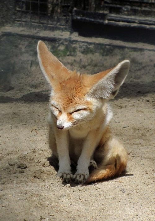 FennecEveryHr's tweet photo. https://t.co/A3VPonFXOh