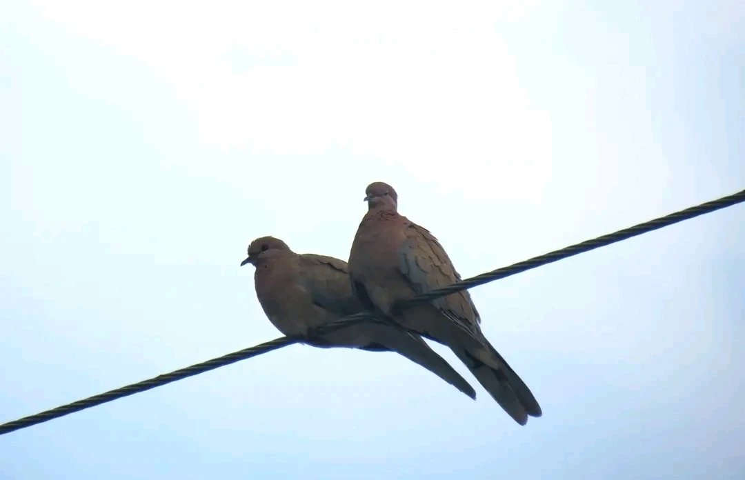 Mayko Ks. 🌞📸🇬🇪🇺🇦🇪🇺 tweet media