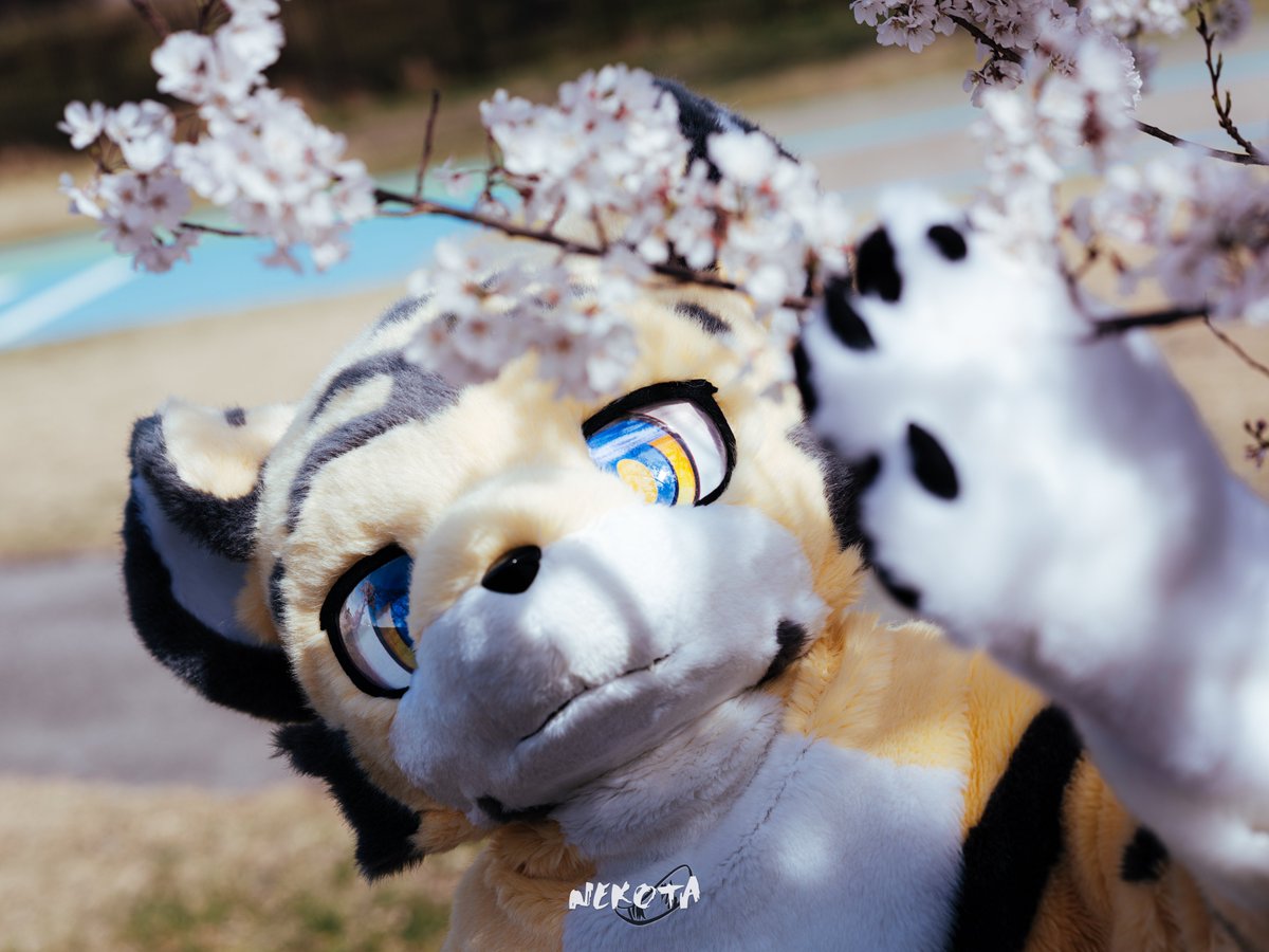 ぼだ🐾 tweet media