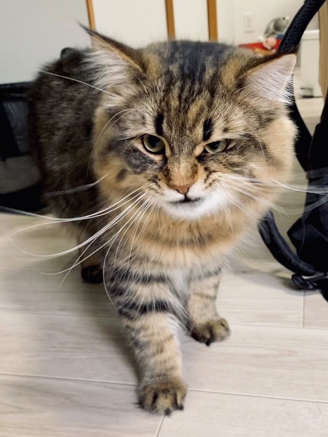 ヤマネコ tweet media