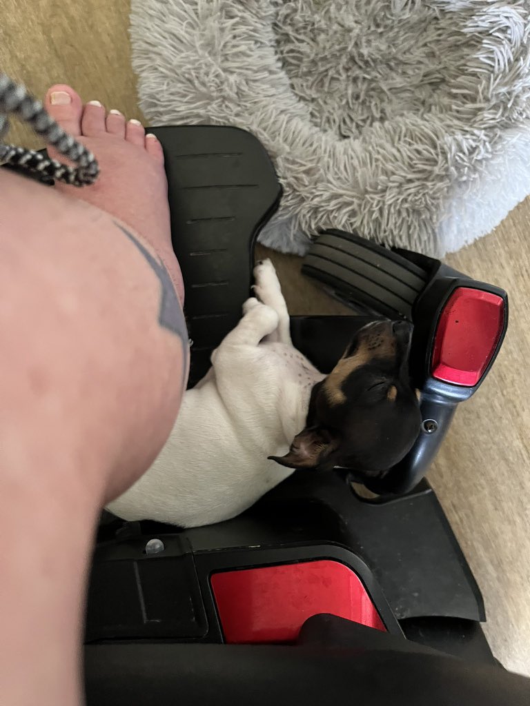 EMU ShapeShifter🇦🇺🐭 tweet media