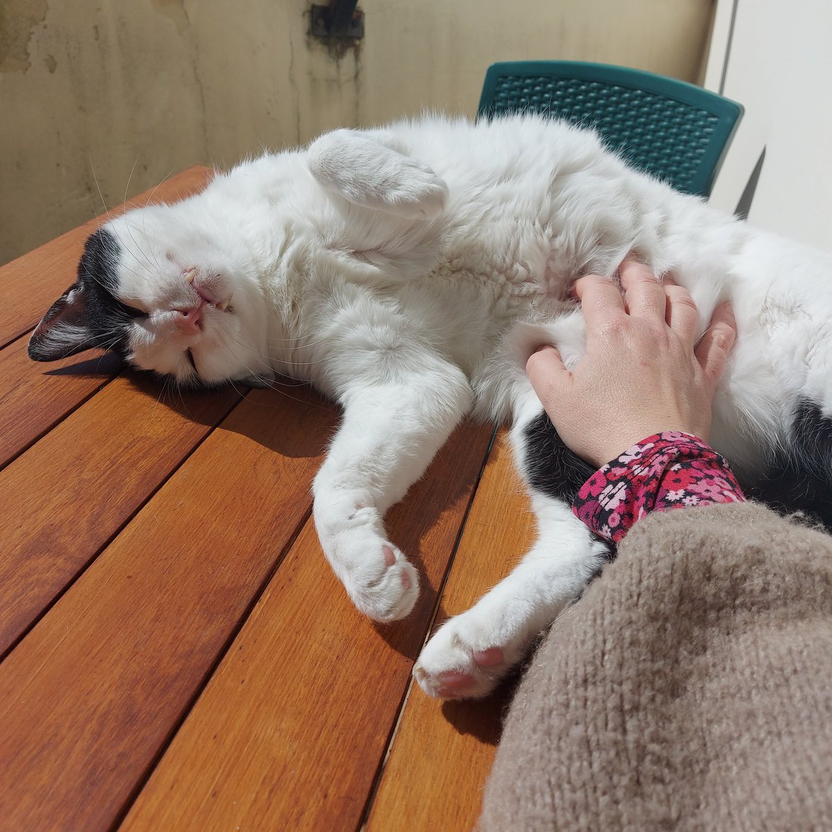 sipjezzy's tweet image. Mi siedo un attimo al sole ed ecco qua: un panciotto peloso e un Merlino che dà testatine.
#ermes #merlino #workingfromhome