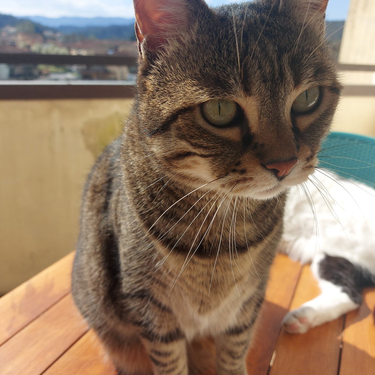 sipjezzy's tweet image. Mi siedo un attimo al sole ed ecco qua: un panciotto peloso e un Merlino che dà testatine.
#ermes #merlino #workingfromhome