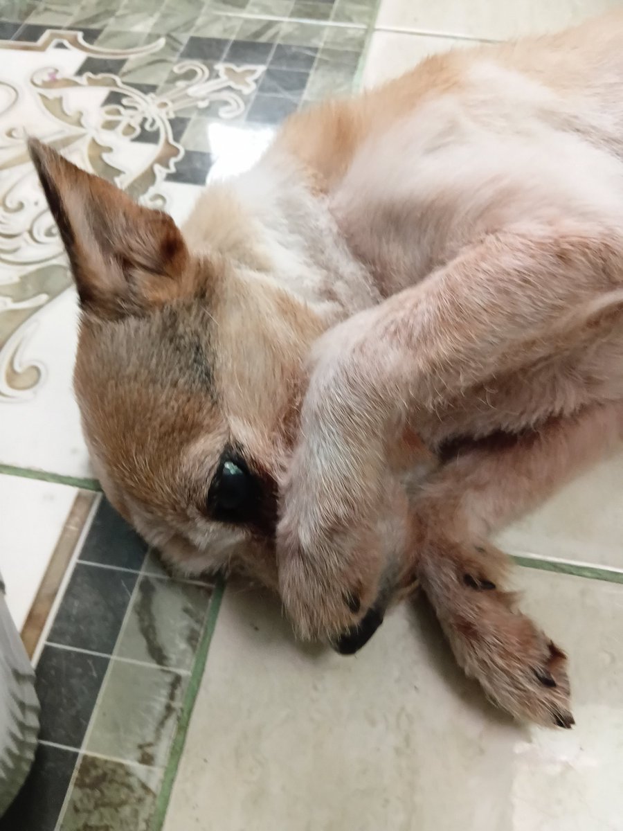 Hashbrownui tweet media