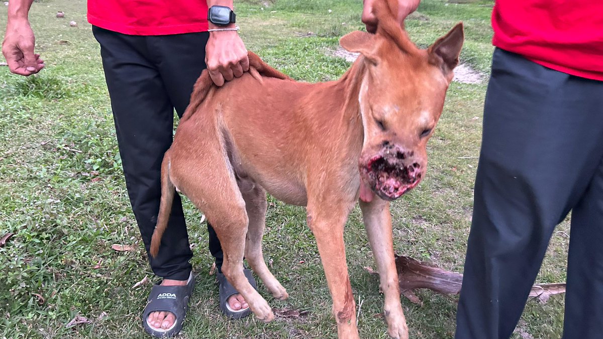 Niall Harbison tweet media