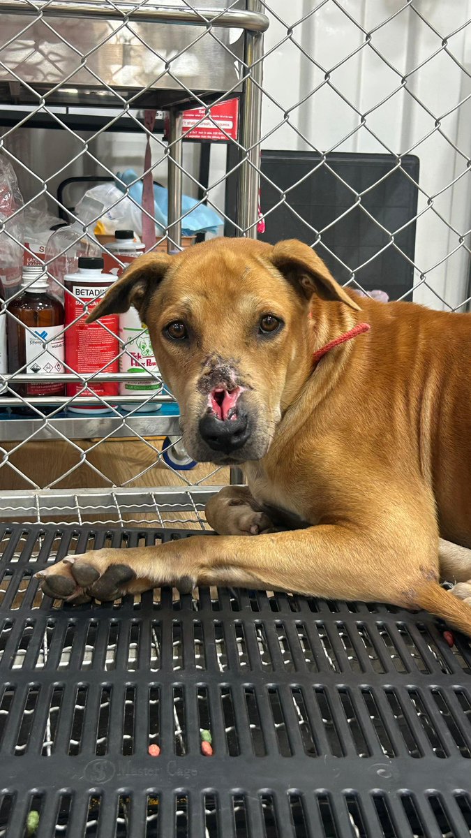 Niall Harbison tweet media