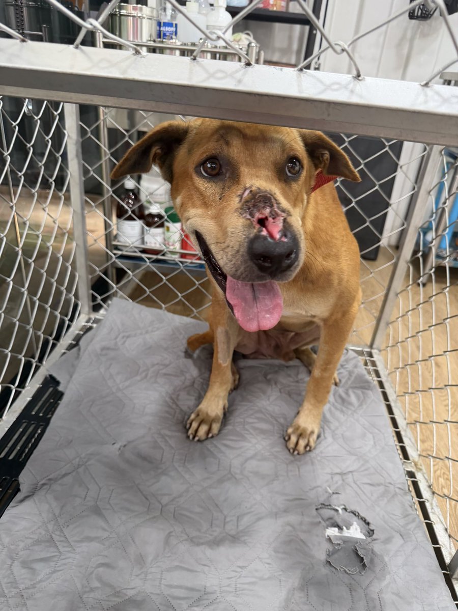 Niall Harbison tweet media