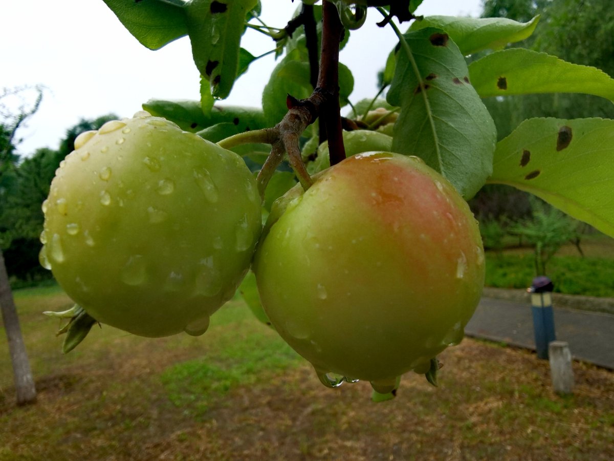 Dellanira Cotto tweet media