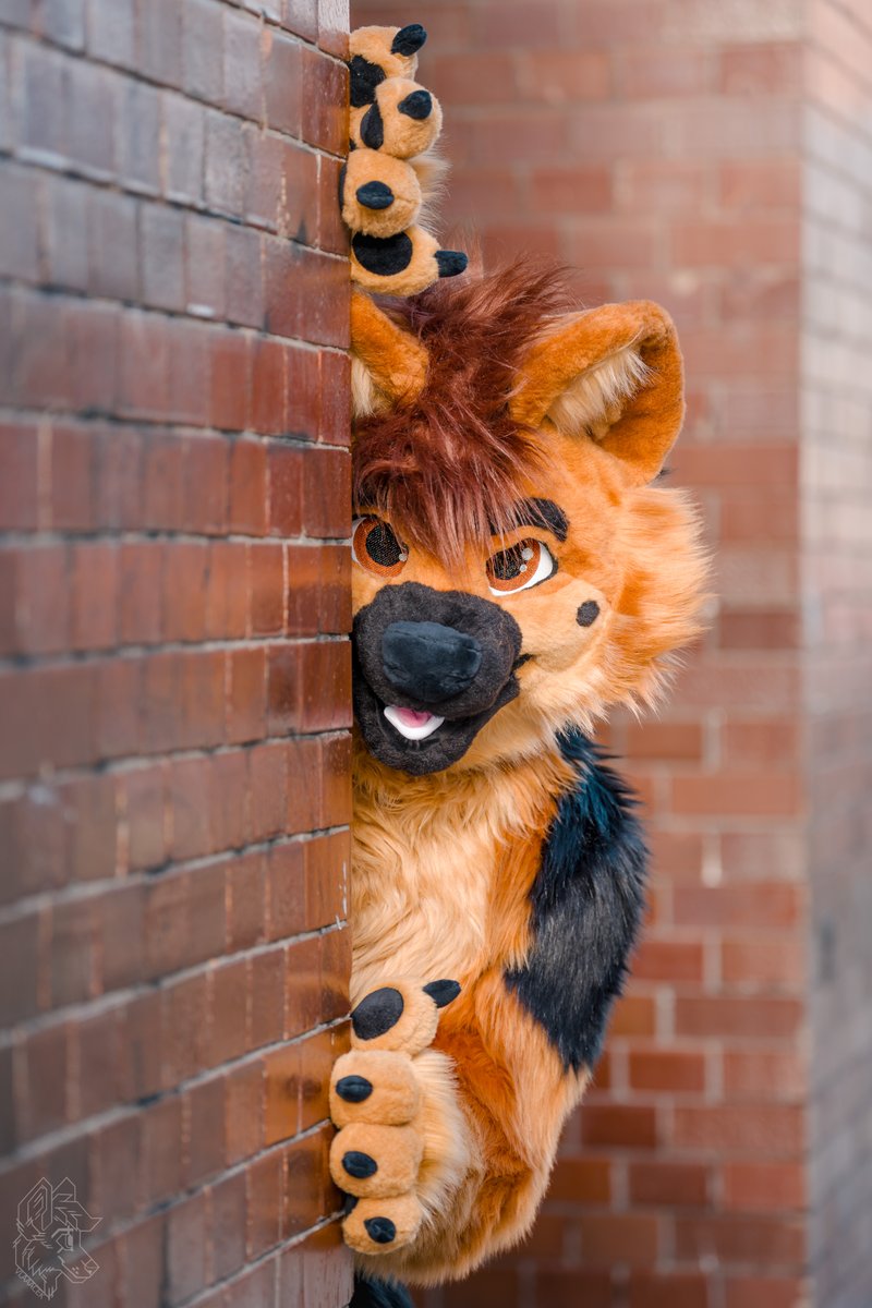 Lenny the Shepdoggo🐾 tweet media