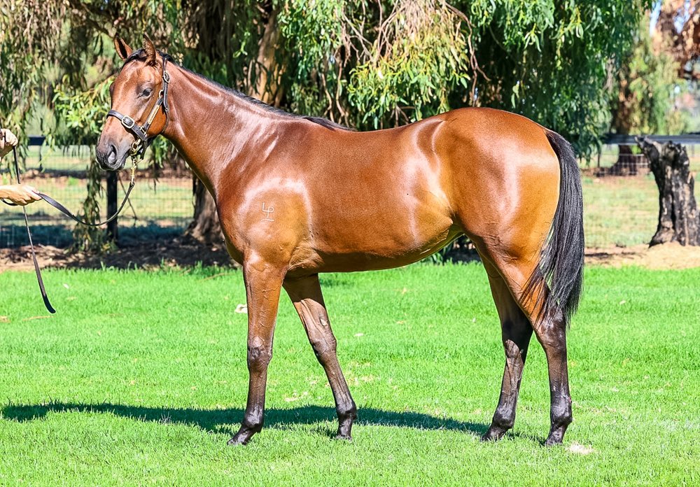 Tzaferis Racing tweet media