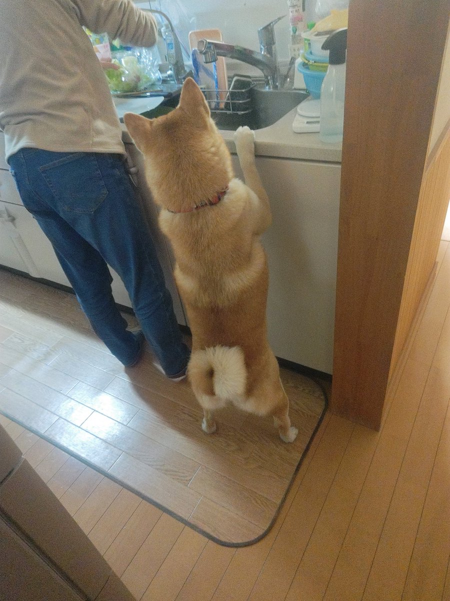 柴犬モナカのぐーたら日記 tweet media