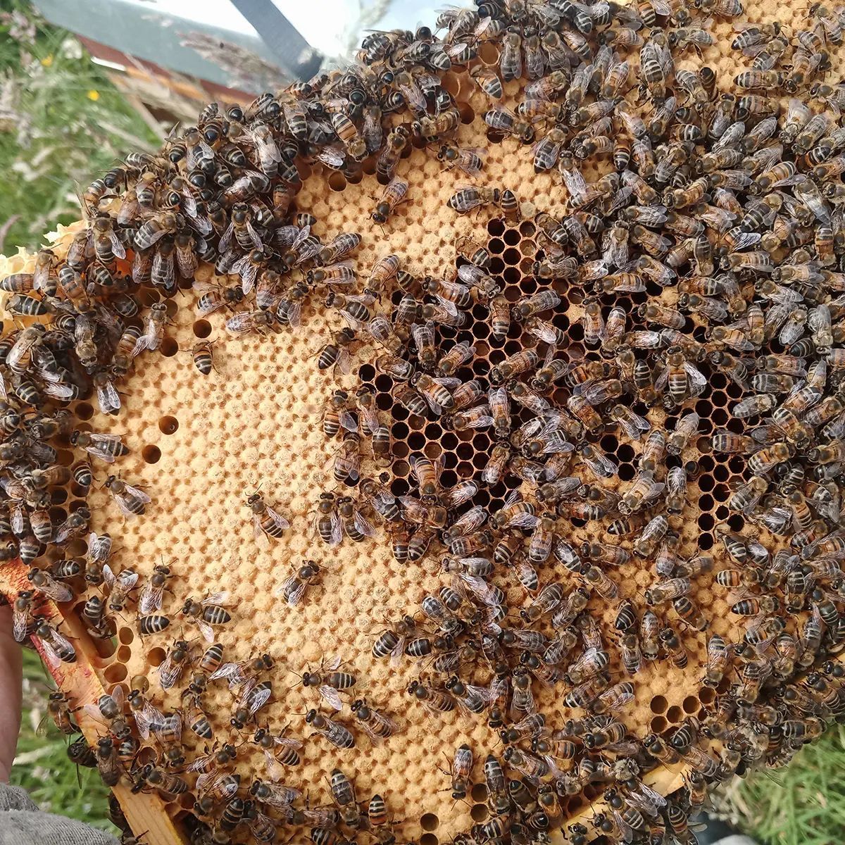 BeesBishops's tweet photo. 🐝 Overwintered Nucs Available

Overwintered nucs now available.

Established colonies that have come through winter and are ready to build quickly this season.

Limited numbers.

Details:
https://t.co/pXoG6e9Ilv 

#beekeeping https://t.co/eRe11xmkCZ