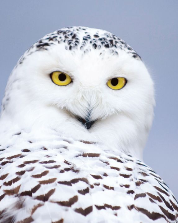 British Birds tweet media