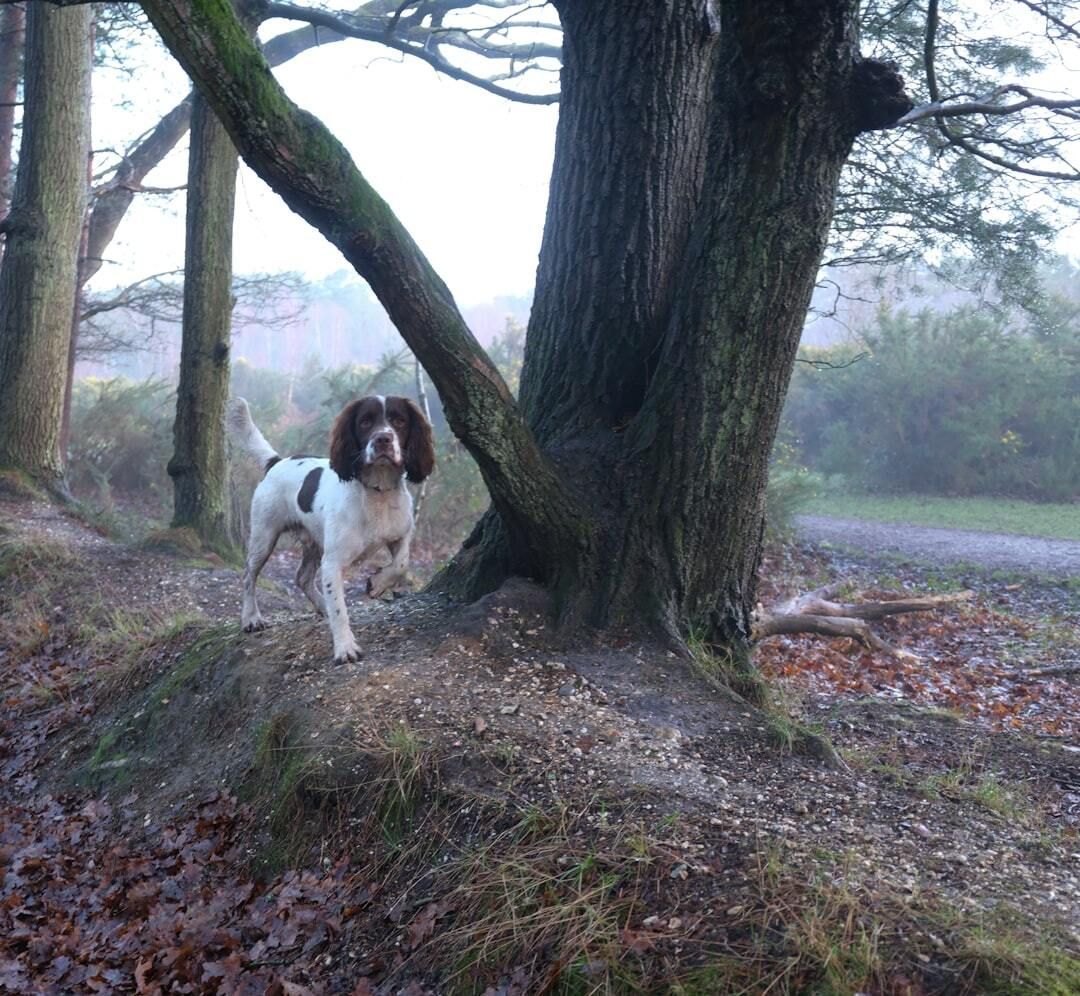 WeAcceptPets's tweet photo. The area surrounding Brockenhurst Park - Lime Tree, offers an abundance of scenic walking routes to enjoy. ๐ถโโ๏ธIt is the perfect setting for a leisurely stroll with a four-legged friend.
Accepts ๐ถ ๐
https://t.co/qGi0PHy4uJ
#BrockenhurstPark #LimeTree #HolidayHome #PetFriendly https://t.co/L4PSJWKZoI