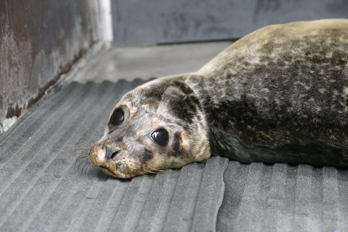 One last look at Tiger's eye before he returns to the wild! 🐯👁️🥰