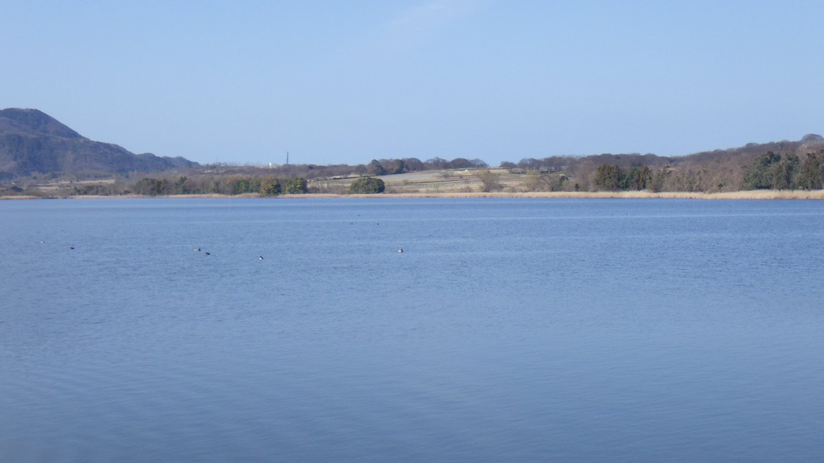 satokata_sakata's tweet photo. 新潟県水鳥湖沼ネットワーク の調査より
ハクチョウ飛来数は
３月20日　   20羽

移動途中と思われるハクチョウは
飛立っていきました。
今日は「春分（しゅんぶん）」。
昼と夜の長さがほぼ等しくなる日。
「自然をたたえ、生物をいつくしむ日」
という意味も。
肌寒くても春は来ています。

#佐潟 https://t.co/trWYHNlwvB