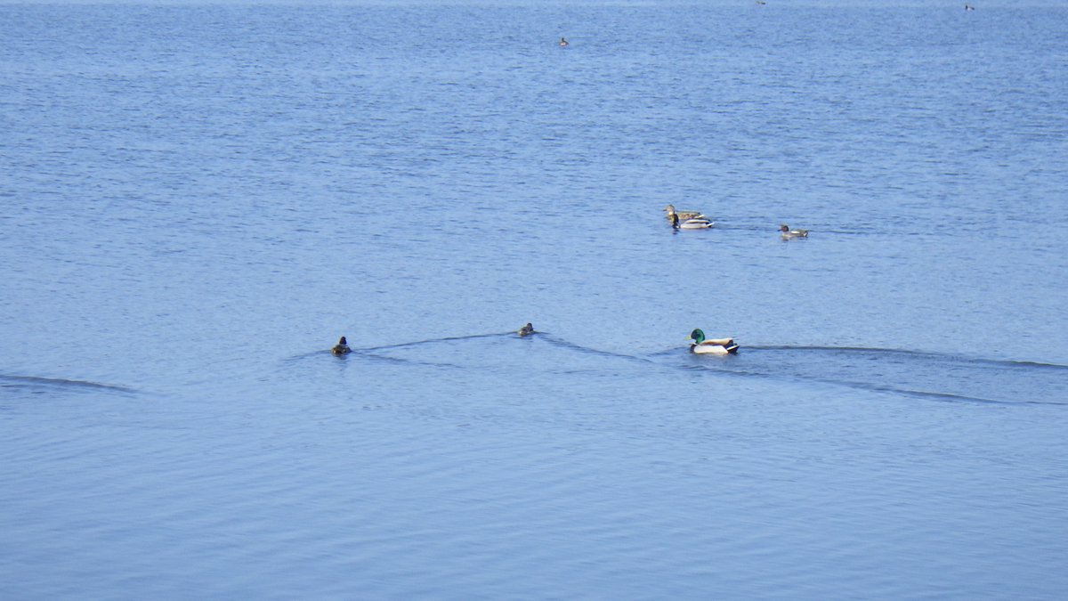 satokata_sakata's tweet photo. 新潟県水鳥湖沼ネットワーク の調査より
ハクチョウ飛来数は
３月20日　   20羽

移動途中と思われるハクチョウは
飛立っていきました。
今日は「春分（しゅんぶん）」。
昼と夜の長さがほぼ等しくなる日。
「自然をたたえ、生物をいつくしむ日」
という意味も。
肌寒くても春は来ています。

#佐潟 https://t.co/trWYHNlwvB