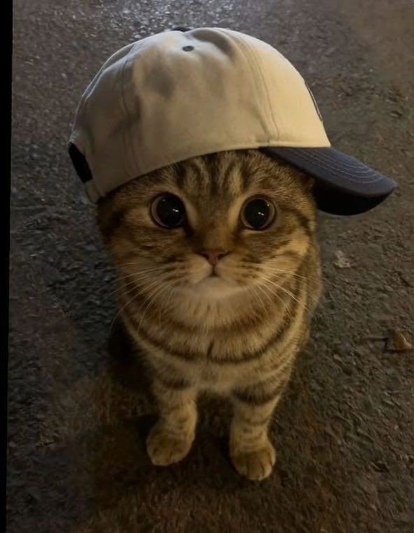 meowperth thinker 💭 tweet media