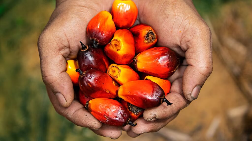 ChiefHerbalist tweet media