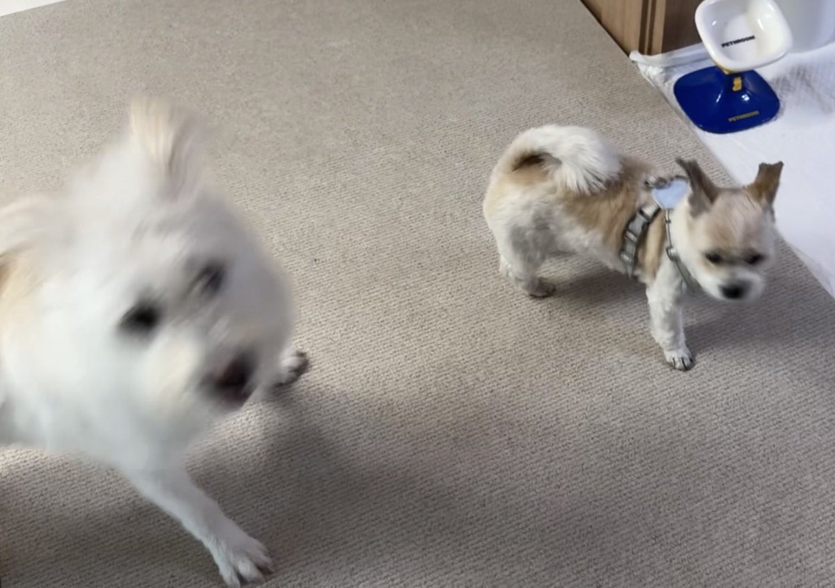 똥안부 tweet media