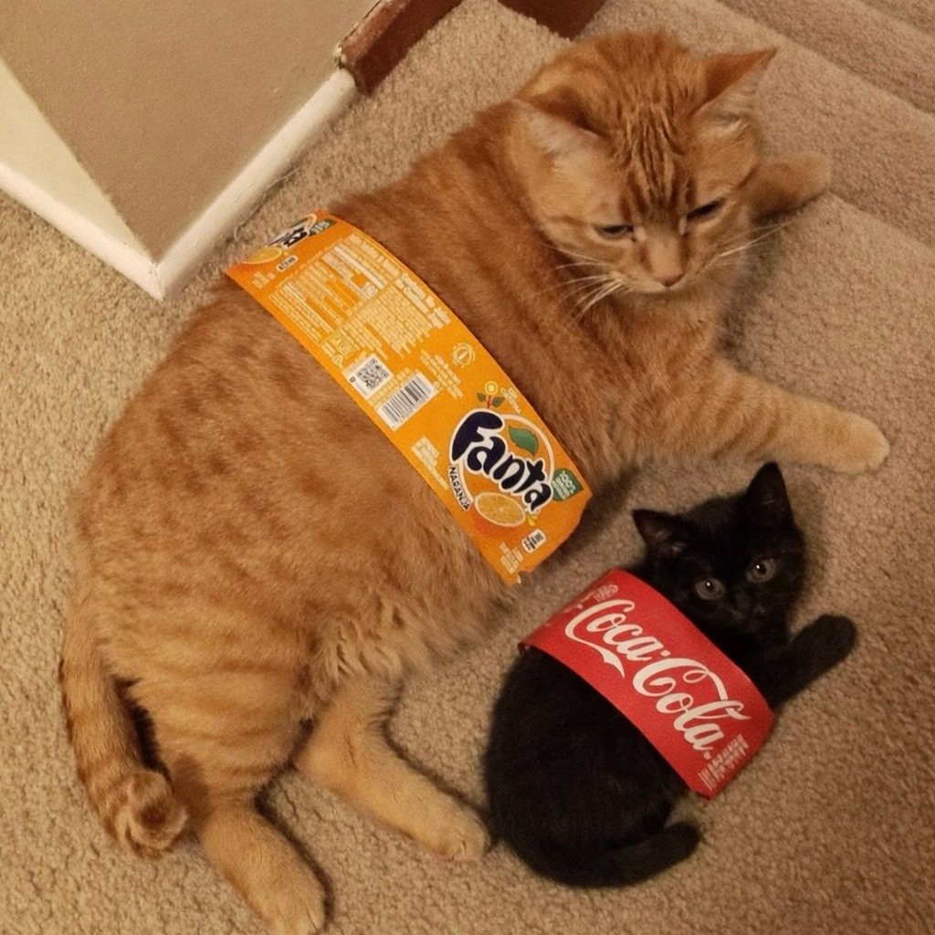 The Cats 𝕏 tweet media