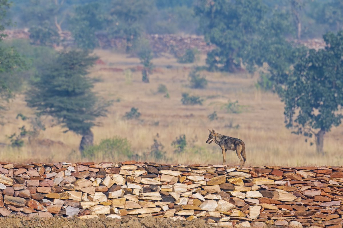 Arijit Banerjee tweet media