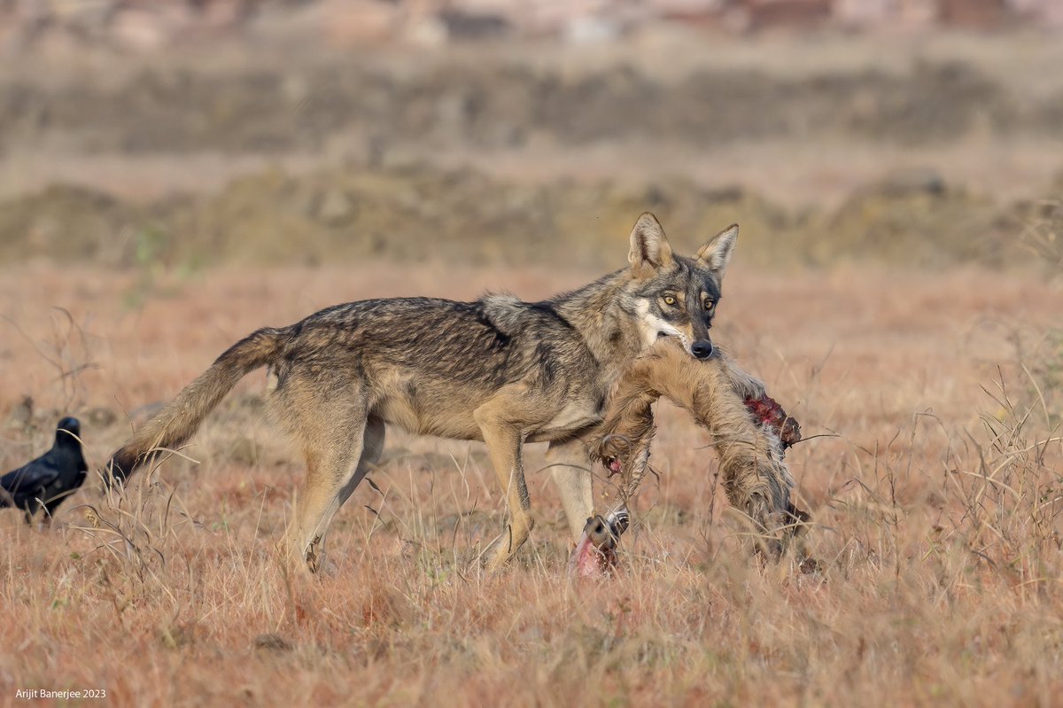 Arijit Banerjee tweet media